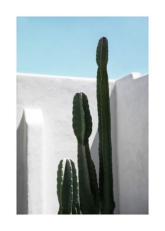 Cactus Wall Poster / Cacti at Desenio AB (10792)
