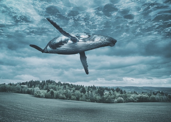 Flying Whale Poster / Nature at Desenio AB (10800)