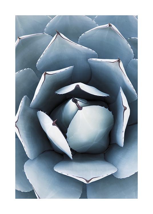Blue Agave No1 Poster / Photography at Desenio AB (10829)