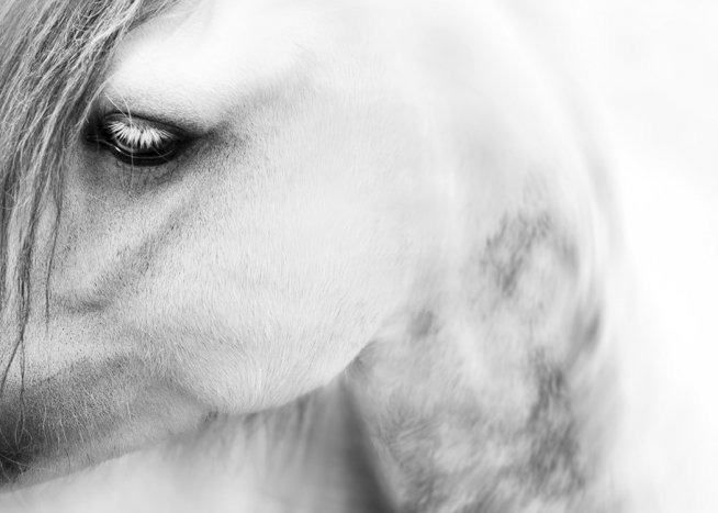 Horse Close up Poster / Black & white at Desenio AB (10875)