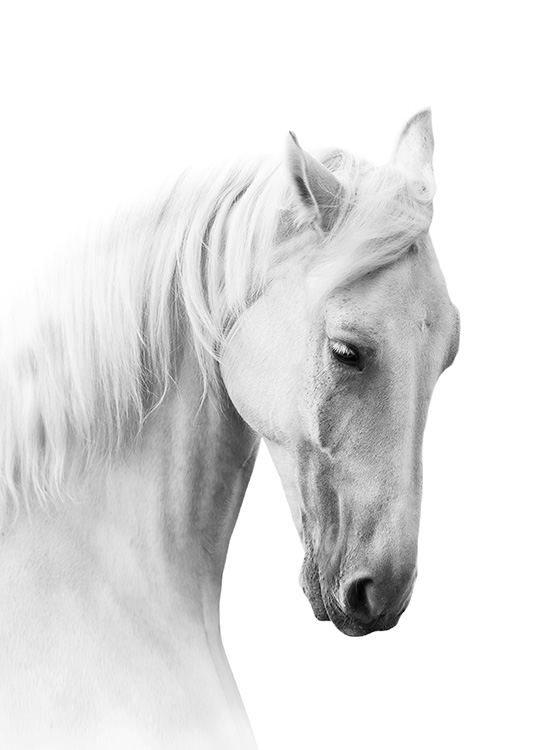 Horse Profile Poster / Black & white at Desenio AB (10876)
