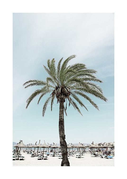 Sunbeds and Palm Tree Poster / Nature at Desenio AB (10893)