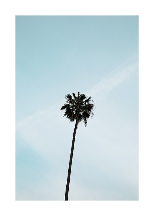 Palm Tree Poster