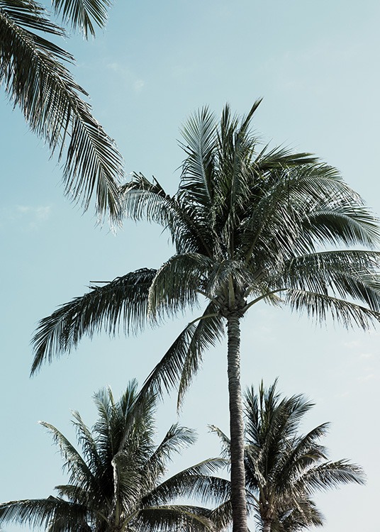 Tropical Palms No1 Poster / Tropical at Desenio AB (10958)