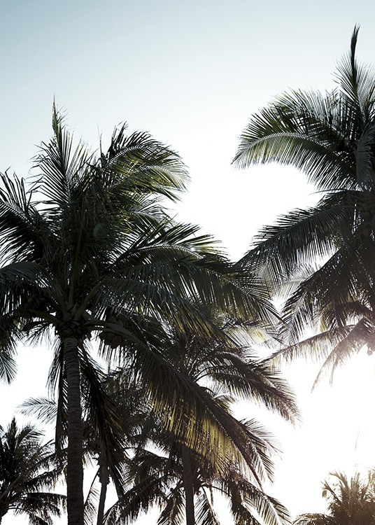 – Photograph of palm trees against a sunlit sky 
