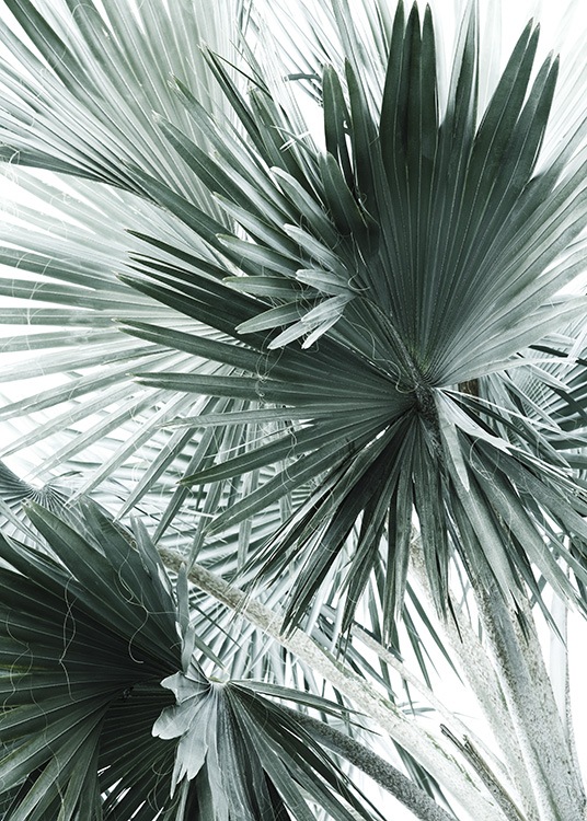 Tropical Palm Leaves No2 Poster / Photography at Desenio AB (10980)