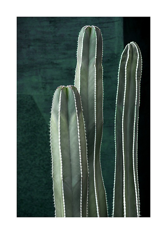 Dark Green Cactus Poster / Photography at Desenio AB (10983)