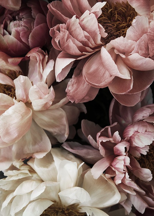  – Floral photograph with a bunch of pink and white peonies in full bloom