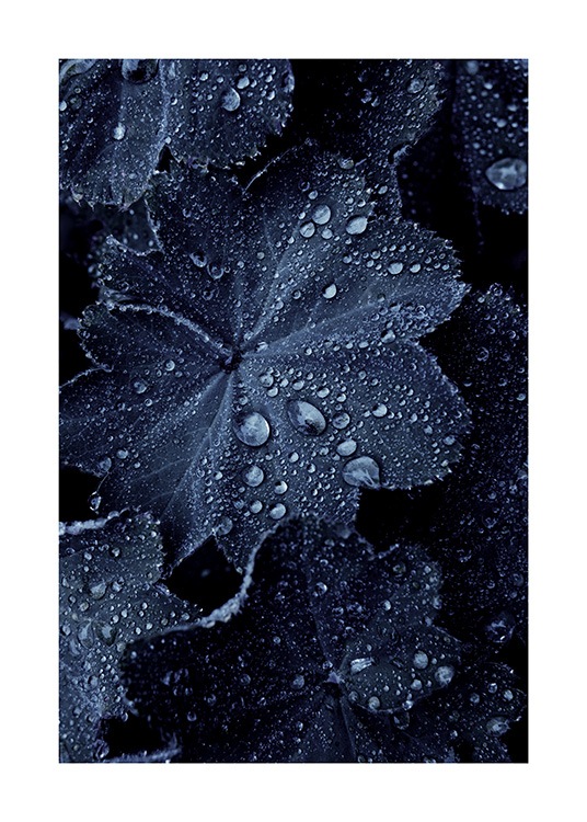 Raindrops on Blue Leaves Poster / Photography at Desenio AB (11052)