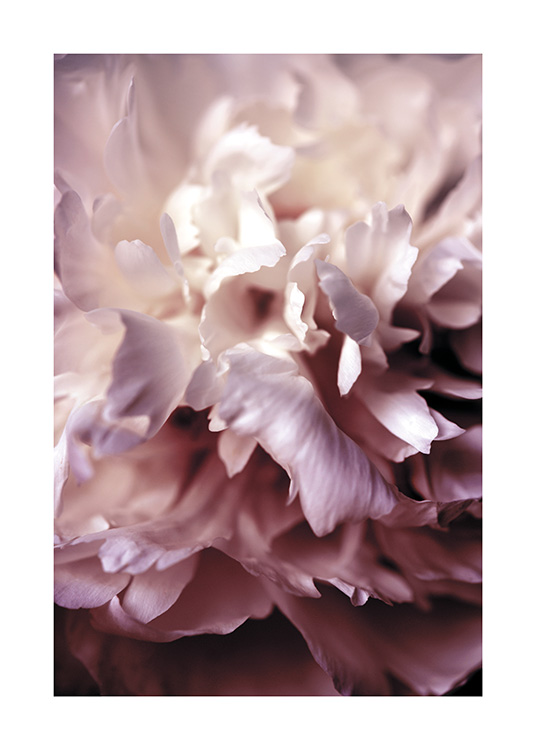 Peony Close Up Poster / Photography at Desenio AB (11186)
