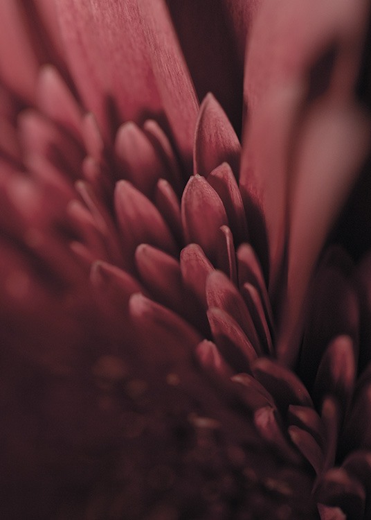 Burgundy Flower Close Up Poster / Photography at Desenio AB (11188)