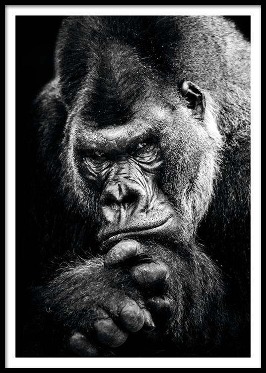 Poster Gorilla Tutu