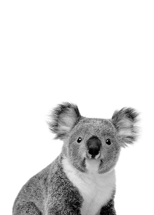 Koala Poster