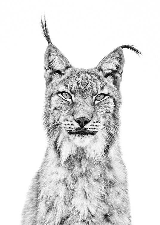 Lynx Poster / Black & white at Desenio AB (11257)