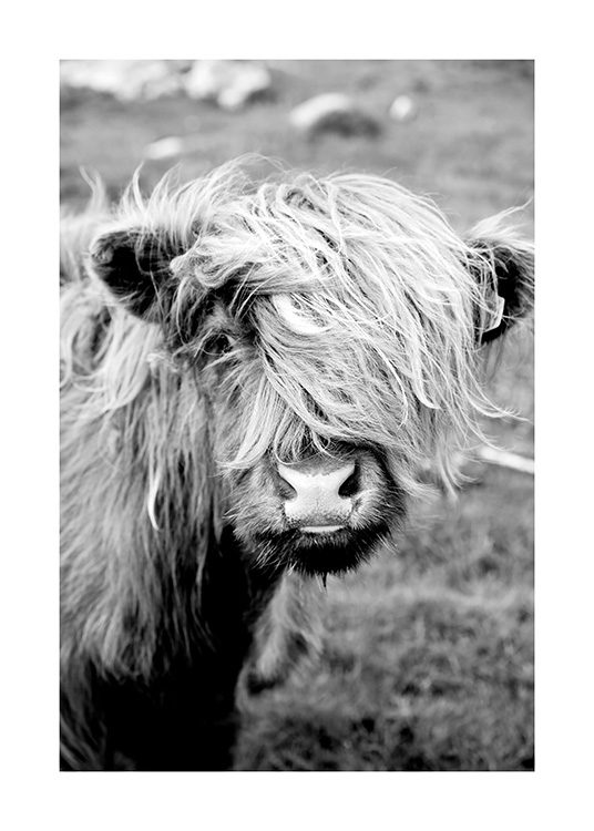 Portrait of Highland Cattle Poster / Insects & animals at Desenio AB (11485)