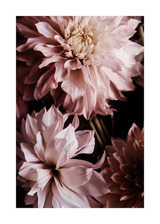 A Pair of Dahlias Poster / Photography at Desenio AB (11503)