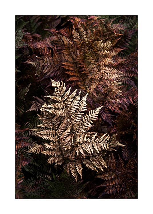 Golden Fern Poster / Photography at Desenio AB (11510)