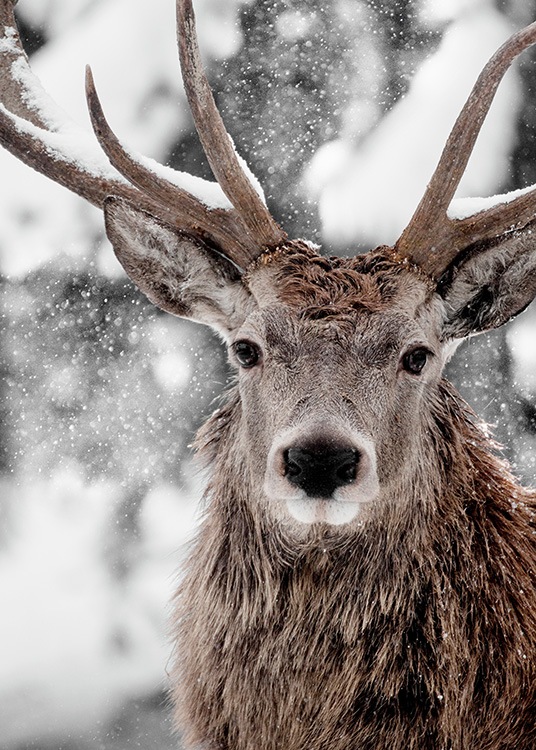 Winter Stag Poster / Photography at Desenio AB (11554)