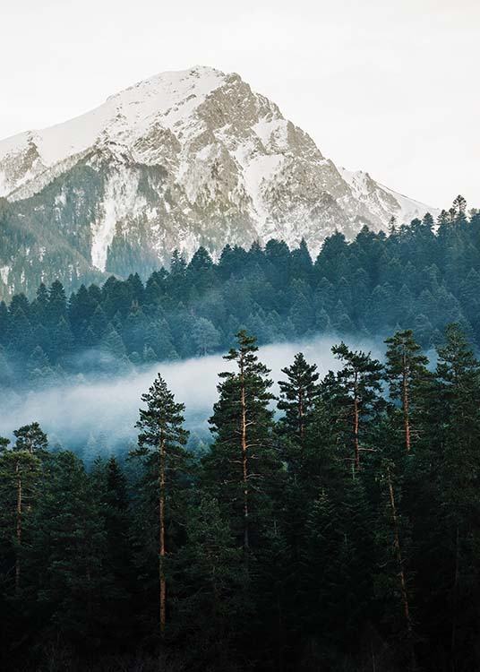 –Photograph of the forest in front of a mountain. 