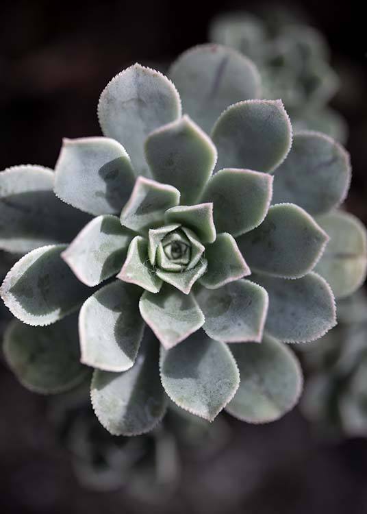 –Photograph of a close-up succulent plant.