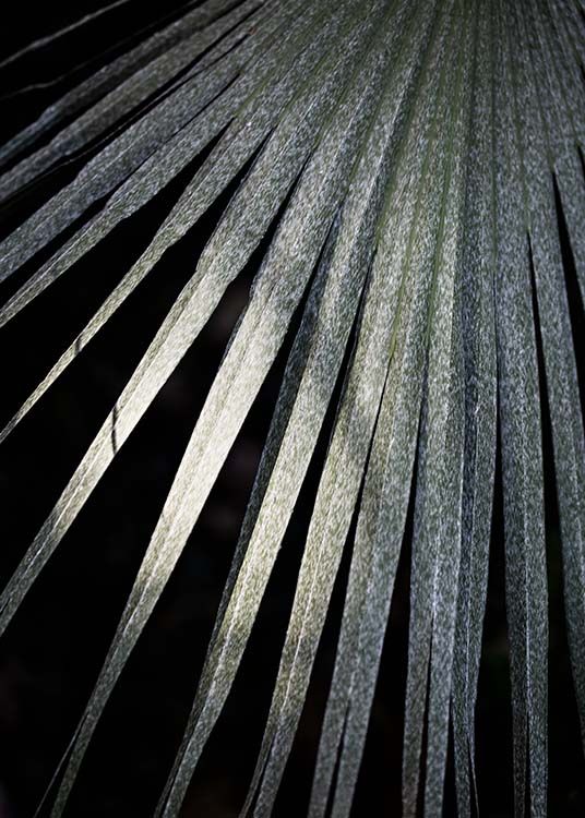 –Photograph of a Tarawa palm leaf on a dark background. 