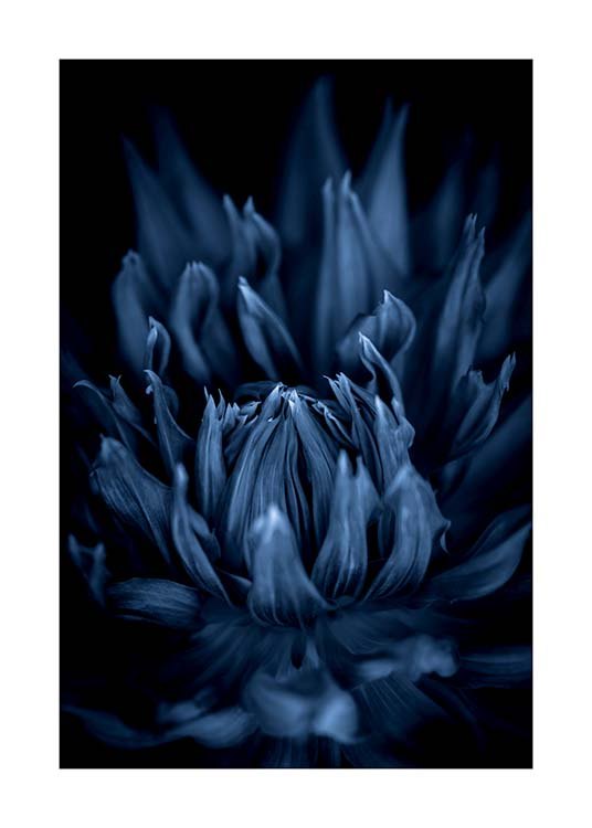 Blue Dahlia Poster / Photography at Desenio AB (11666)