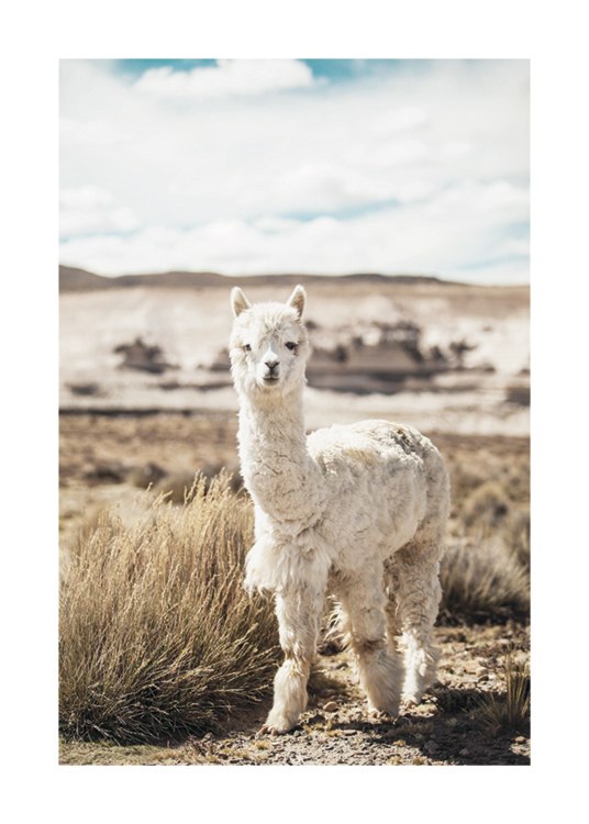 Curious Alpaca Poster / Photography at Desenio AB (11670)