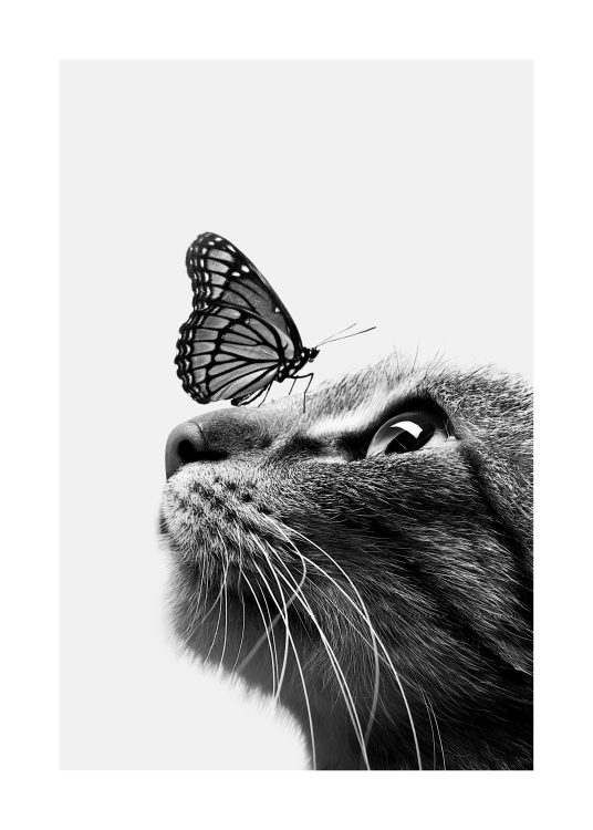 –Black & white poster of a butterfly sitting on a cat. 