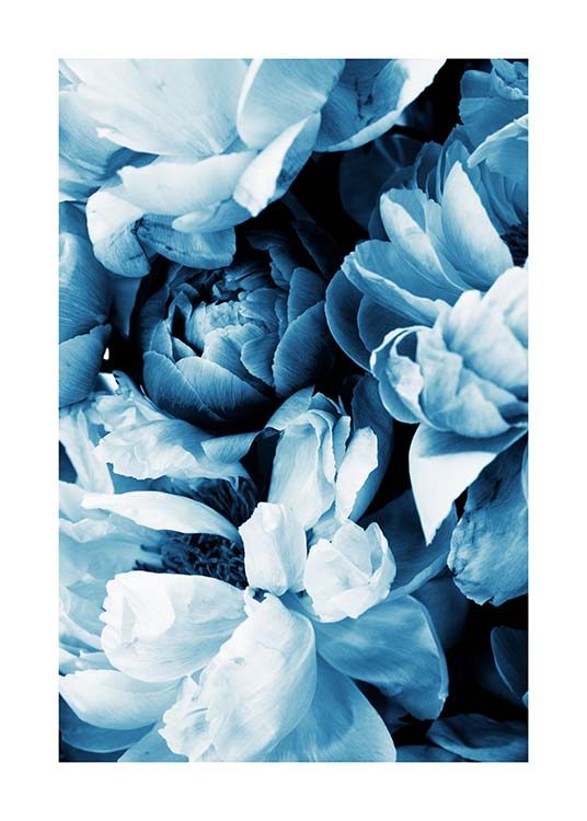 Blue Peony No2 Poster / Photography at Desenio AB (11779)