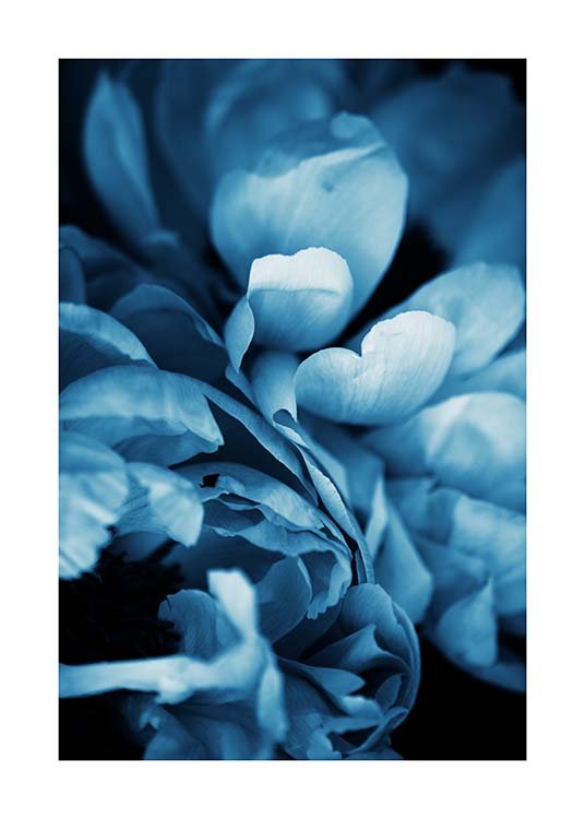 Blue Peony No3 Poster / Photography at Desenio AB (11780)