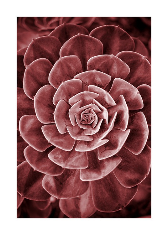 Red Succulent No2 Poster / Photography at Desenio AB (11789)
