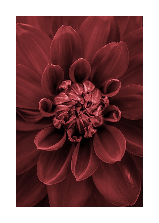 Red Dahlia Poster / Photography at Desenio AB (11790)