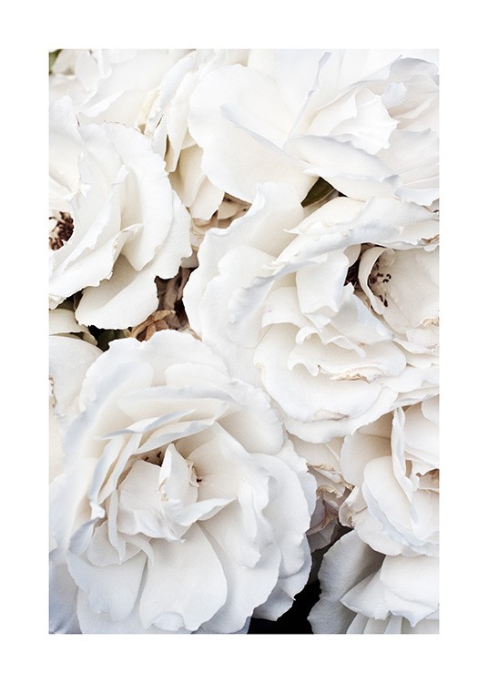  – Photograph of large, white roses in a bunch