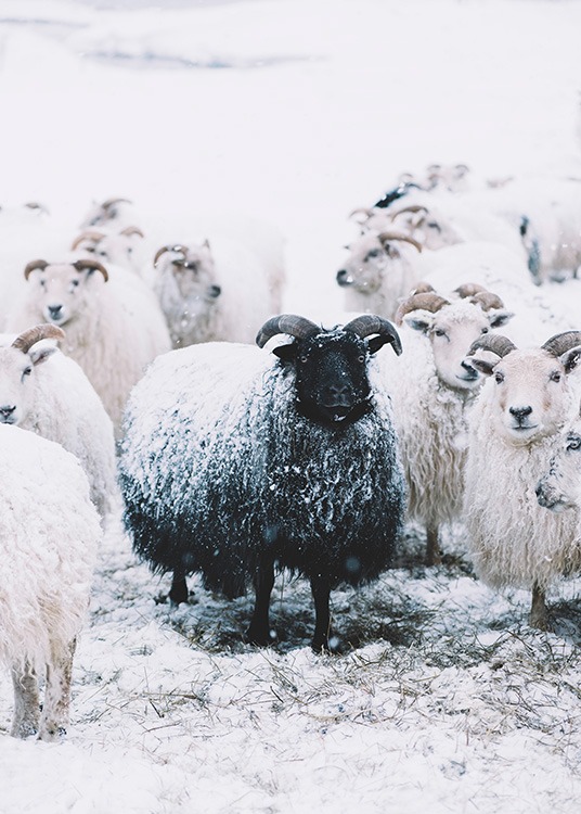 –Poster of a black sheep standing in the middle of white sheep. 