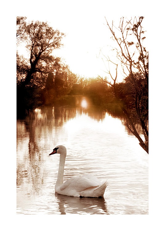 Swan on River Poster / Photography at Desenio AB (11852)