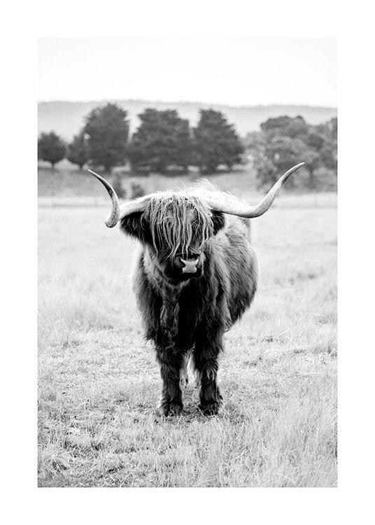 Highland Cattle B&W Poster / Insects & animals at Desenio AB (11854)