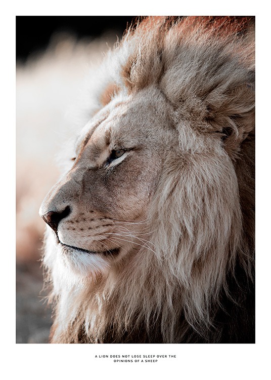 African Lion Poster / Photography at Desenio AB (11857)