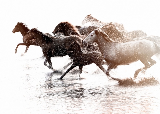 Running Horses Poster