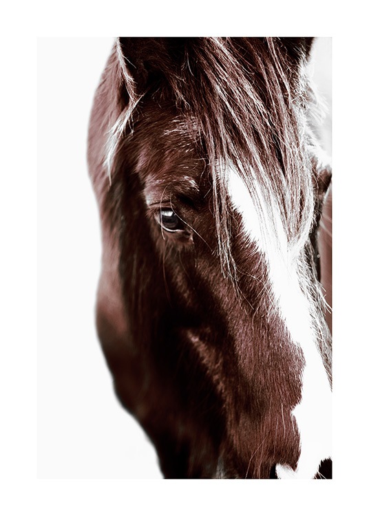 Horse with Blaze Poster / Photography at Desenio AB (11863)