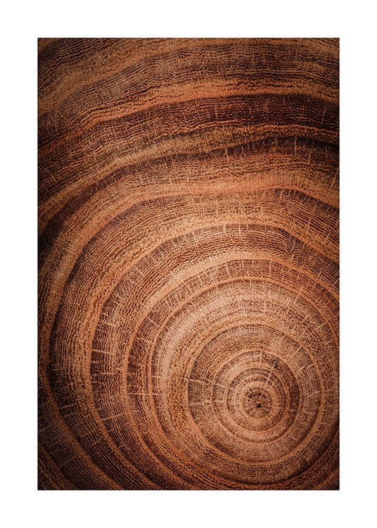 Growth Rings Poster / Nature at Desenio AB (11873)
