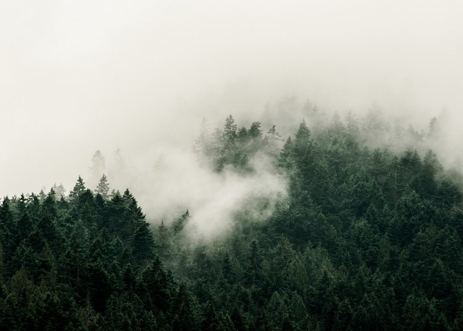 –Poster of a misty forest photographed from above. 