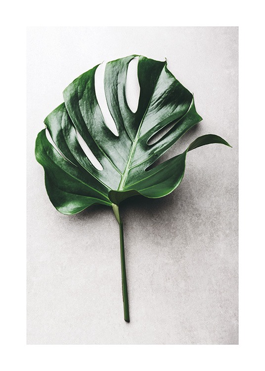 Green Monstera Leaf No1 Poster / Photography at Desenio AB (12050)