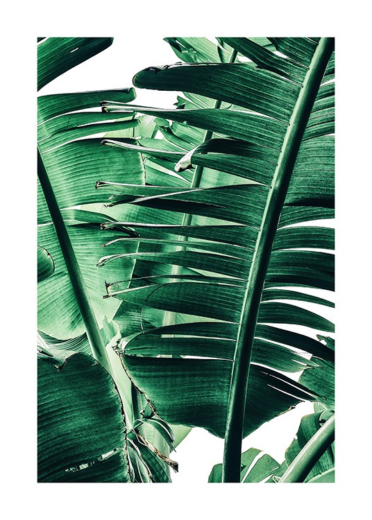 Banana Palm Leaves No1 Poster / Photography at Desenio AB (12052)