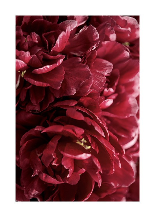 Burgundy Roses Poster / Photography at Desenio AB (12109)