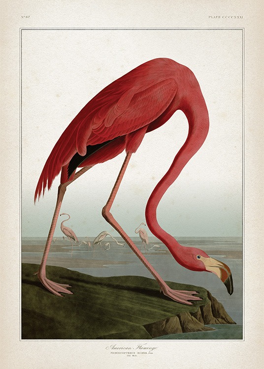 Birds' posters online | Shop posters with birds | Desenio.com