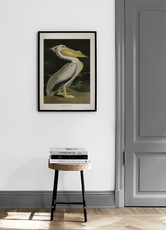 American White Pelican Poster