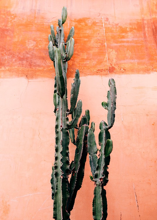 Orange Cactus Wall Poster / Photography at Desenio AB (12220)