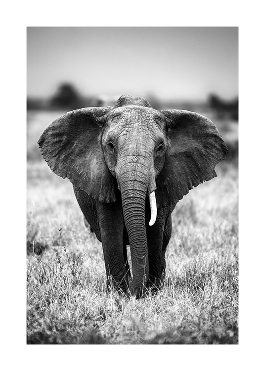 Elephant on the Savanna Poster / Black & white at Desenio AB (12301)