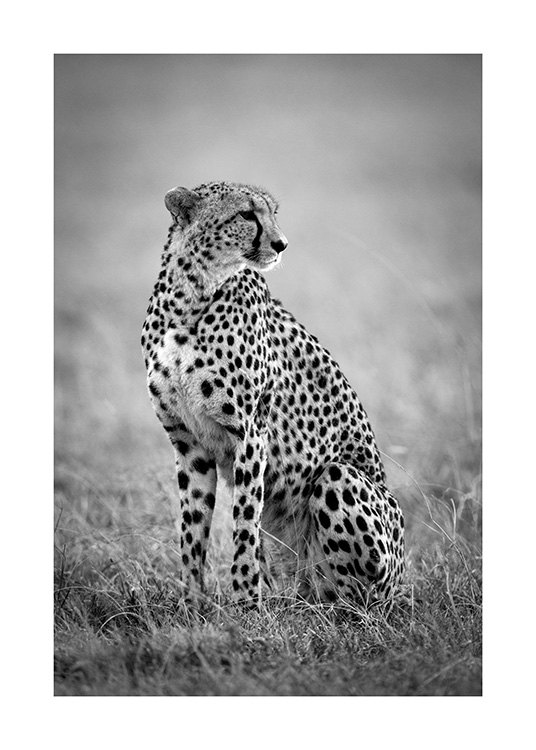 Cheetah B&W Poster / Insects & animals at Desenio AB (12302)