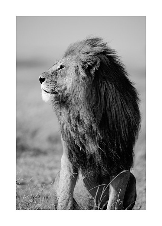 Lion in the Wild Poster / Black & white at Desenio AB (12304)